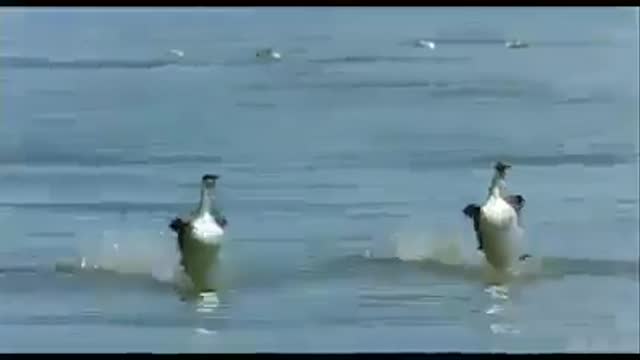 Crazy Couple Ducks Surfing At The Beach