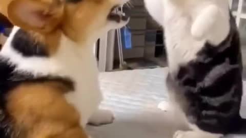 Cat e dog fight club 🤪