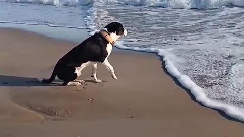 Dog is watching for his friend