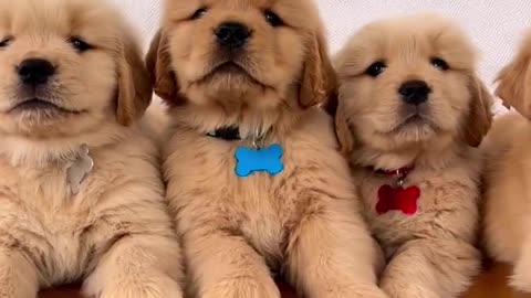 Super handsome Golden retriever puppies #shorts