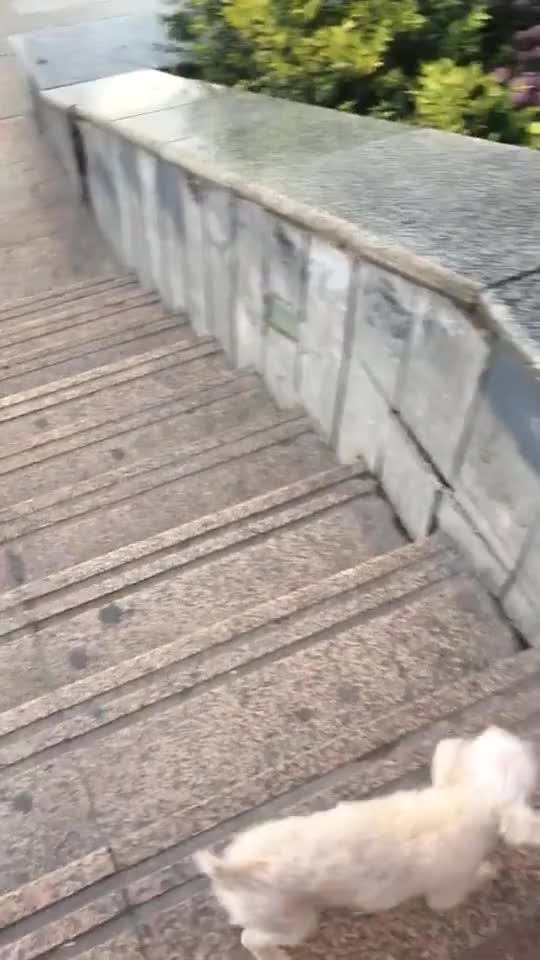 Little dog having a blast sliding down a wall
