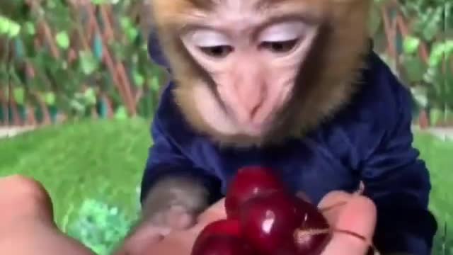 Monkey is eating food