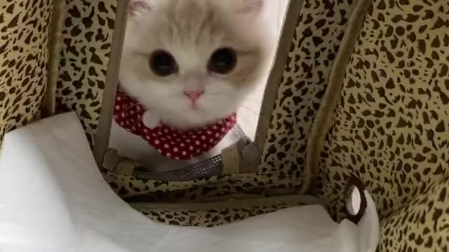 Cute 🐈 cat fanny