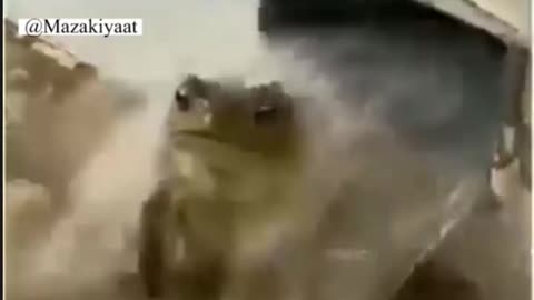 Funny frog animals video 2.