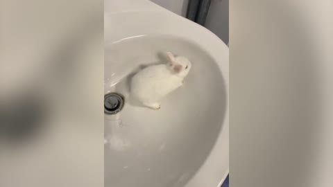 The rabbit trapped in the pool