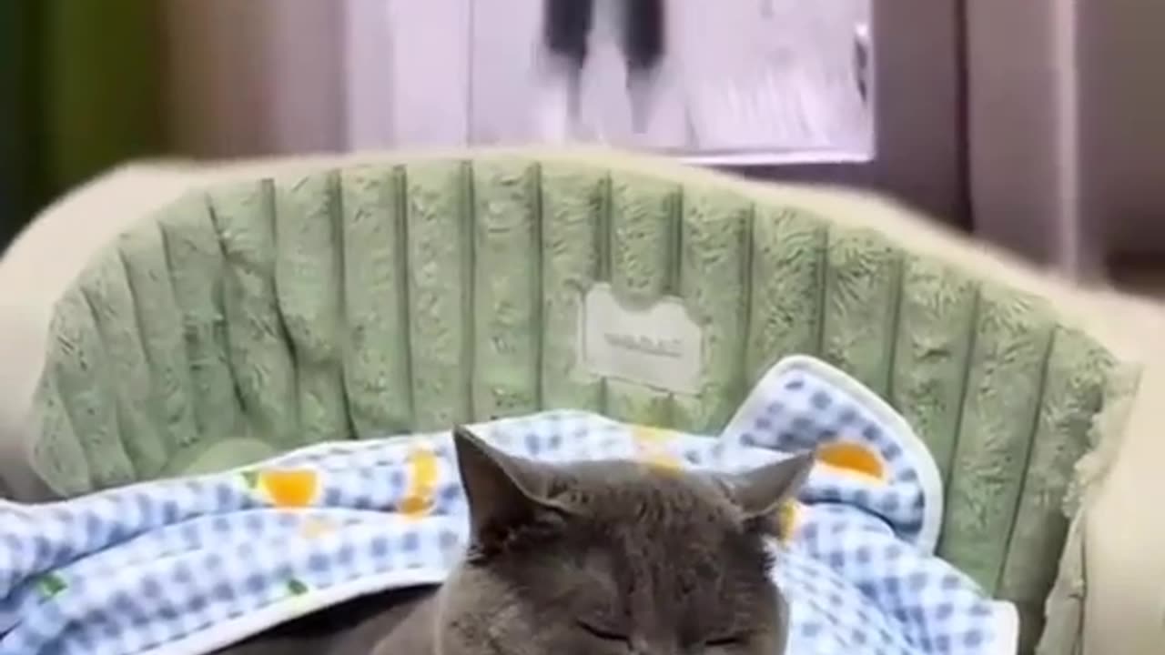 Jealous cat 🐱