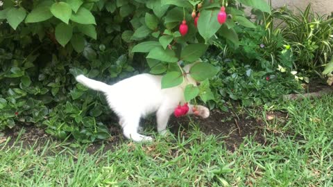 Crazy cats love to play
