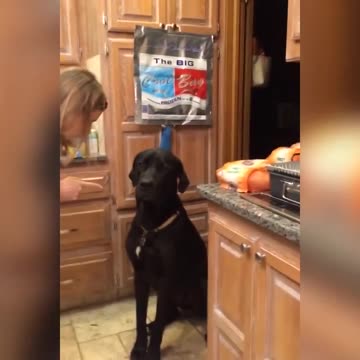 Guilty Dog Makes Adorable Apology With Puppy Dog Eyes
