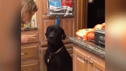 Guilty Dog Makes Adorable Apology With Puppy Dog Eyes
