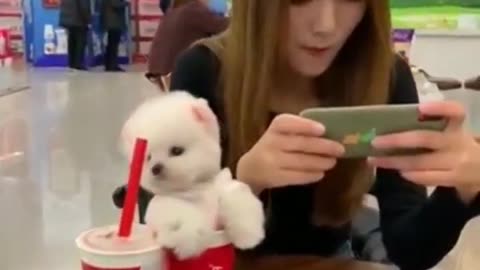 Cute and little dog