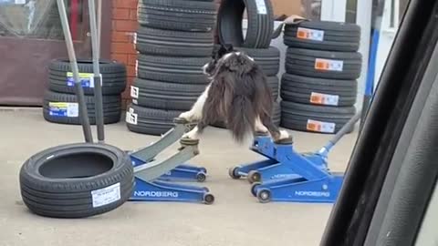 Best Funny Dogs Video -EP (15)