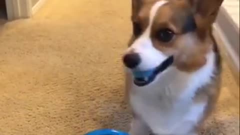 Very cutes dog work