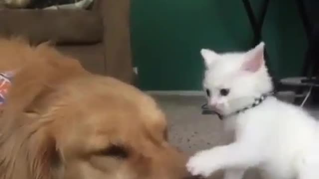 White cat and sleep dog