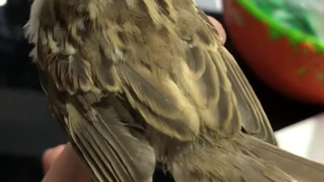 Interacting with the bird
