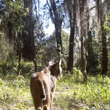 Ultimate Wild Animals Collection in 8K ULTRA HD / 8K TV