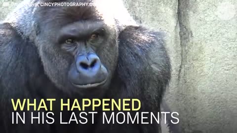 Gorilla saved a baby