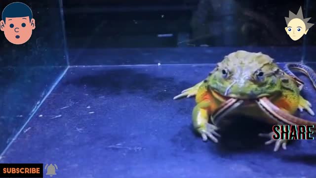 Epic battle . African bullfrog VS Snake WARNING LIVE FEEDING #VIRAL