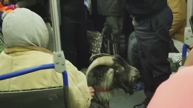 Goat on a Bus