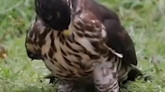 Eagle vs snake