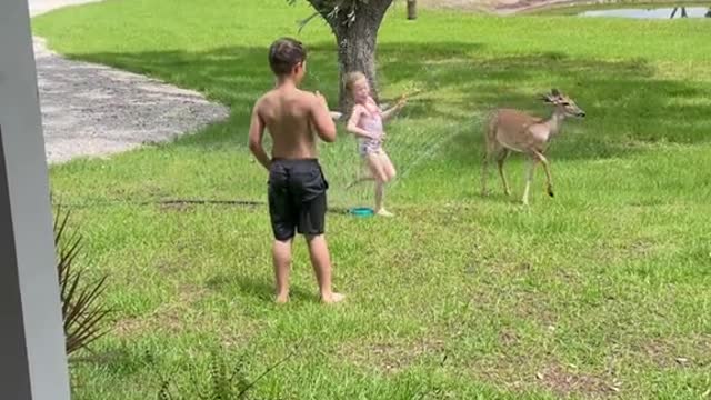 Have you ever seen a deer play in a sprinkler?