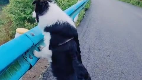 Dogs also feel that their pet is praising and encouraging them