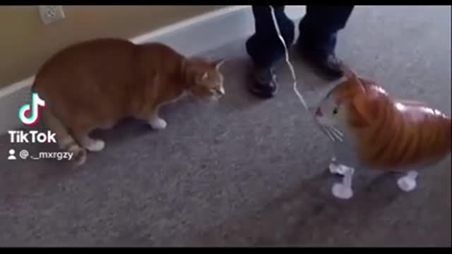 Bert the cat vs bert the Bloon