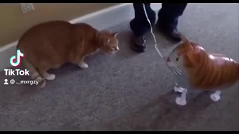 Bert the cat vs bert the Bloon