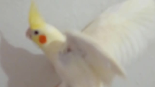 Beautiful cockatiel