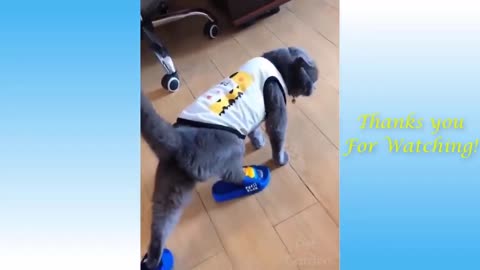 Trending Cat Videos #trending Trending [[o]]