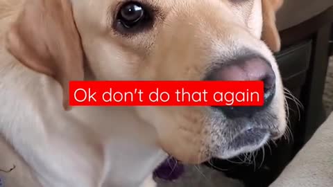 Dog Hates it When Disturbed During Sleeping #Shorts | Funny Dog Video