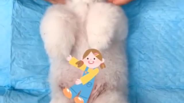 puppys ,cute dogs video #shorts