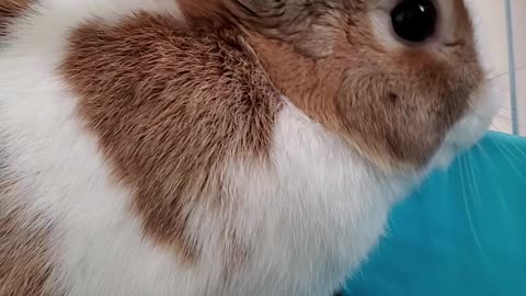 【SECRET】The process of naughty rabbit going to the toilet