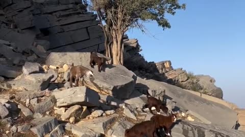 Day in the life of a Mountain goat