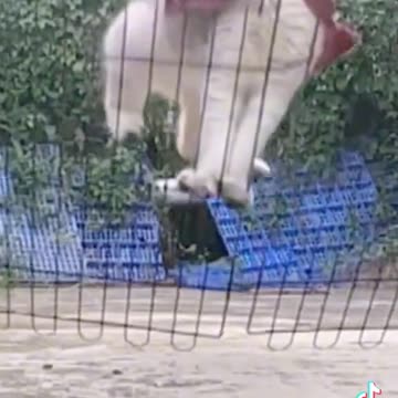 Cat fail high jump Amazing tiktok video