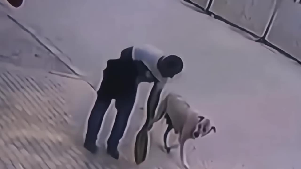 Dog eat permission