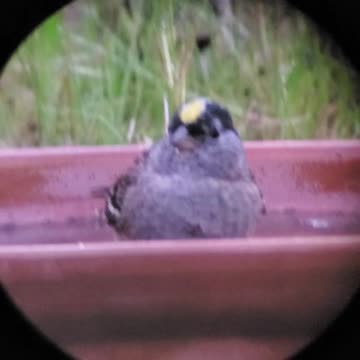 Gold-crested Sparrow in bird bath