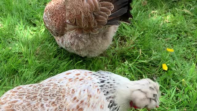 My chooks foraging