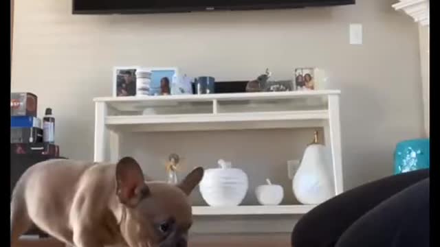 Funny Crazy French Bulldog Puppy