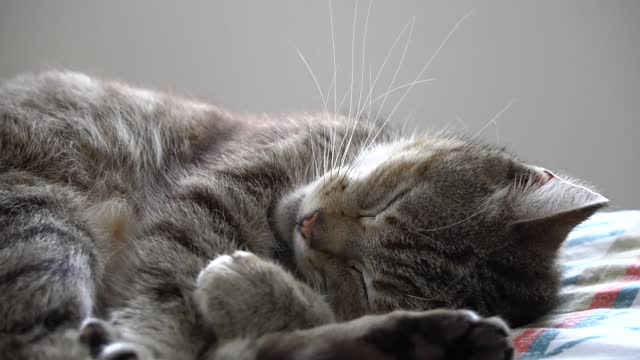 How do cats sleep؟