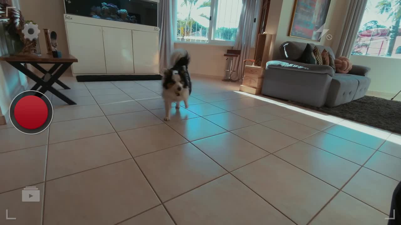APRENDA COMO FAZER SEU PET BUSCAR A BOLINHA