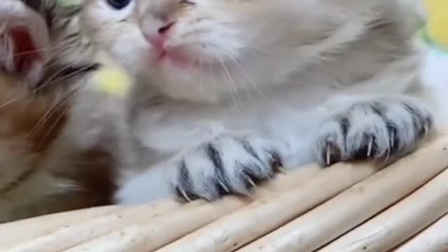 Hope cuteness can heal you, if one doesn't work then two