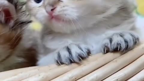 Hope cuteness can heal you, if one doesn't work then two