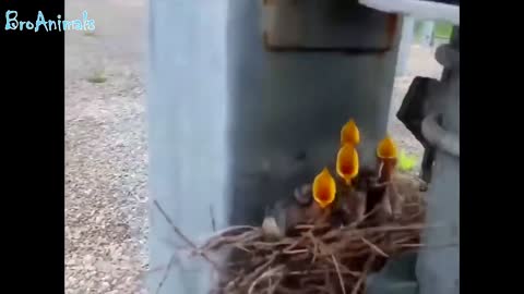 JOKES WITH BIRDS COMPILATION (FUNNY BIRDS COMPILATION), jokes with animals(funny animals)