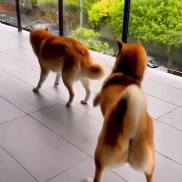 Funniest pets😁😁