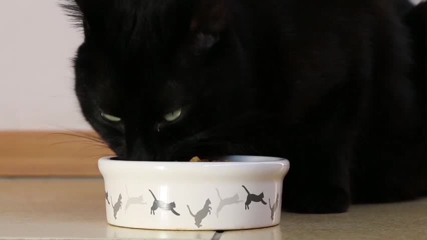 Cute black cat eating