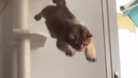 funny cats