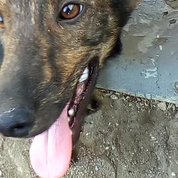 I save the life of a thirsty stray dog