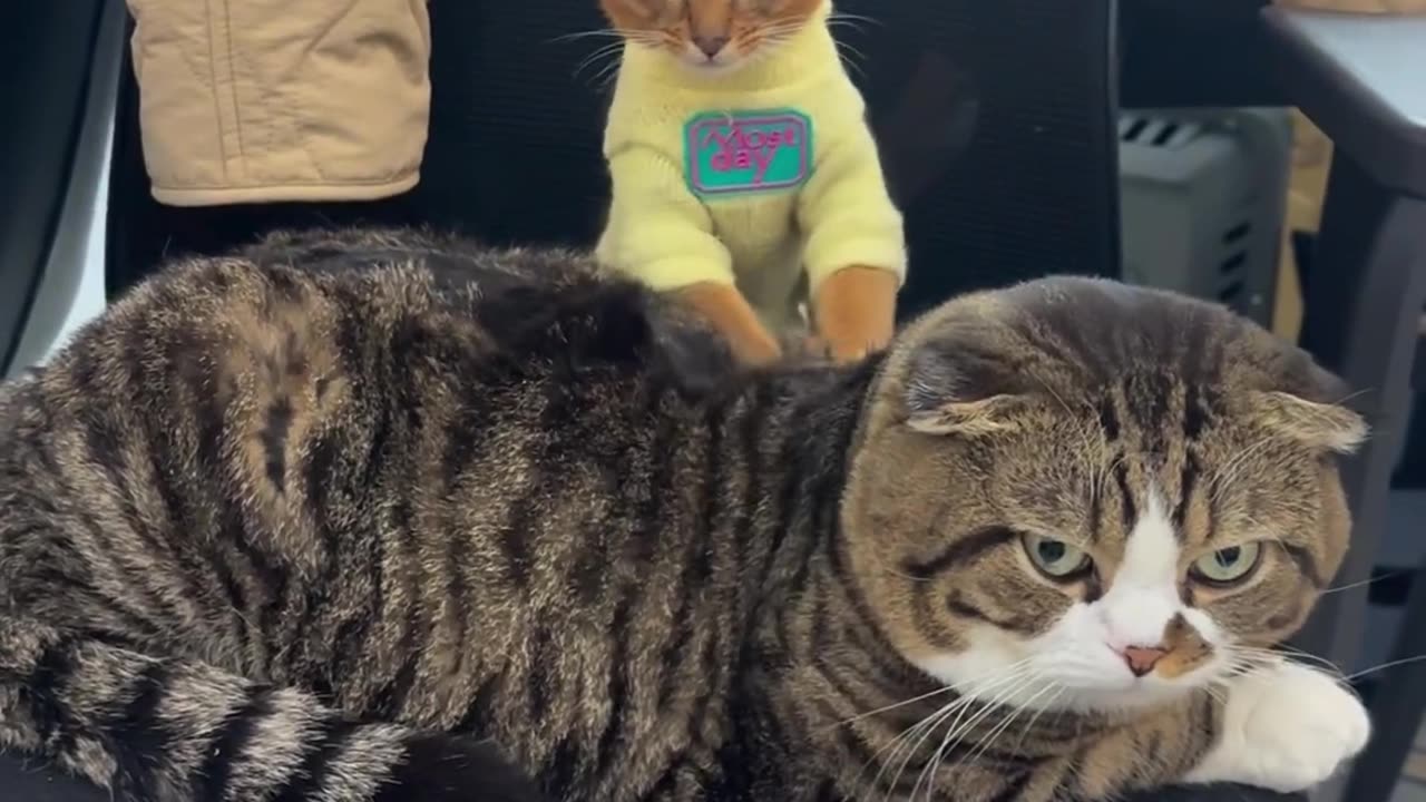 Kitten sits giving cat massage