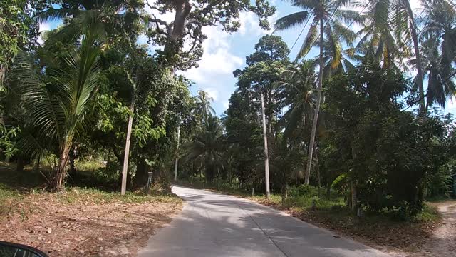 Phangan island in jungle