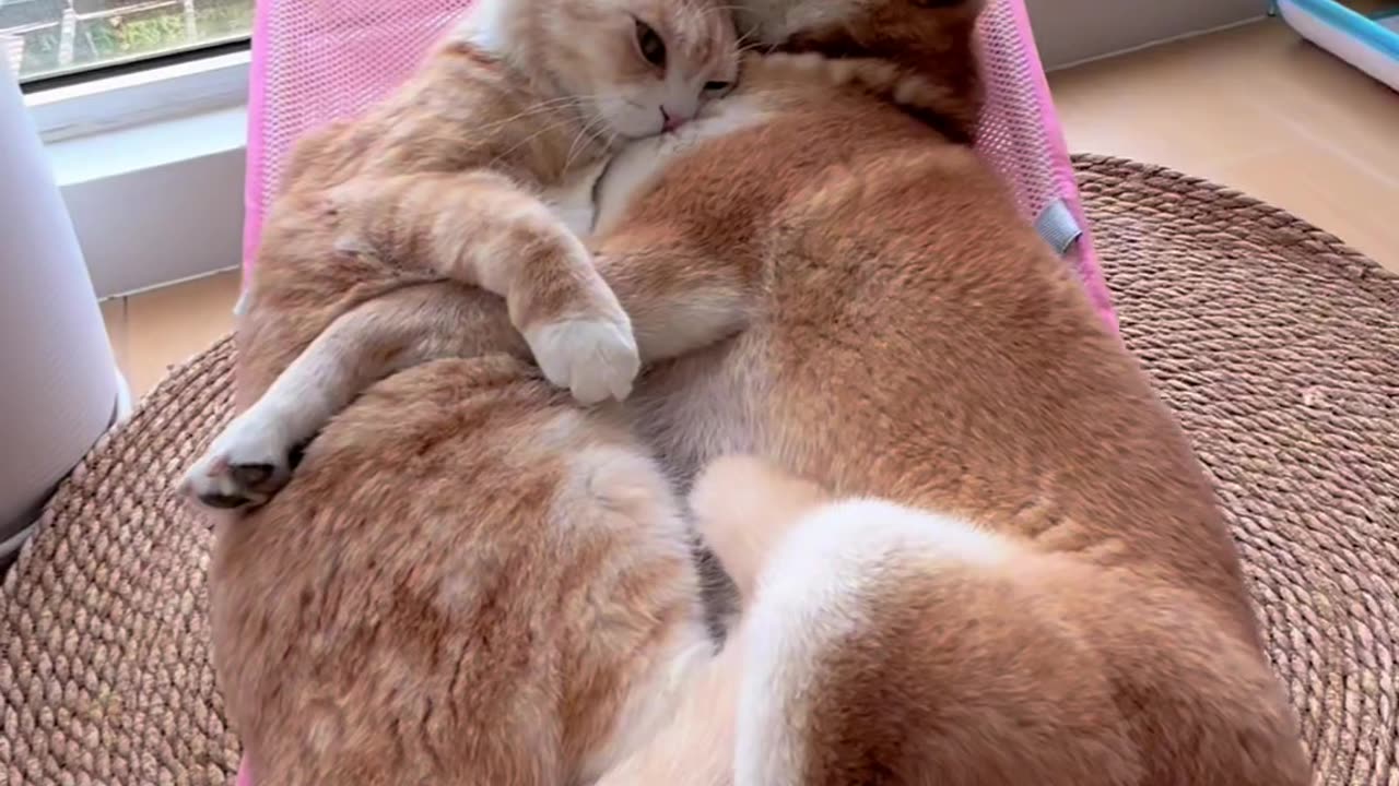 True Love Between Dog and Cat - So Sweet!